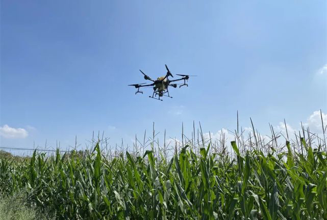 植保無人機助力張家港農業防治水稻病蟲害(圖1) 植保無人機助力張家港農業防治水稻病蟲害(圖1)